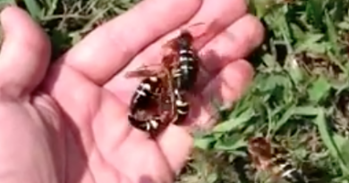 Cicada Killer Wasps
