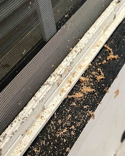 Bug Cops Wood Destroying Beetle Evidence
