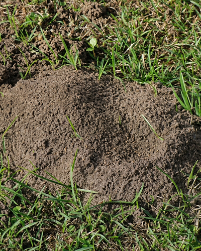 Close view of an active fire ant mound surrounded by grass