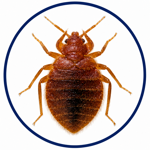 Bat bug shown inside a blue identification circle as a common bed bug look-alike