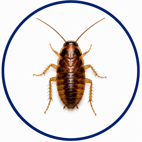 Cockroach nymph shown inside a blue identification circle as a small brown bed bug look-alike