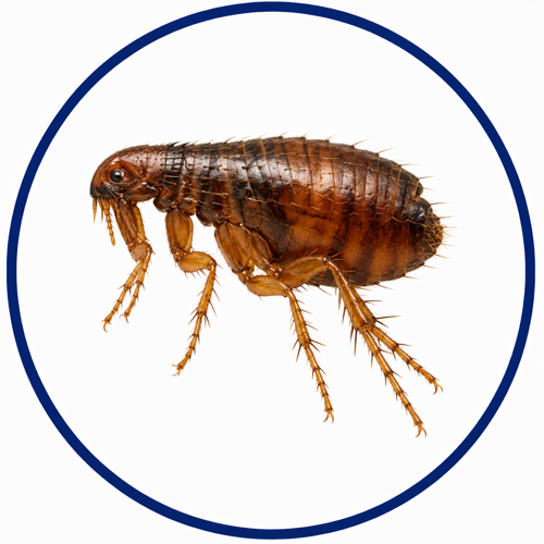 Flea shown inside a blue identification circle as a reddish-brown bed bug look-alike