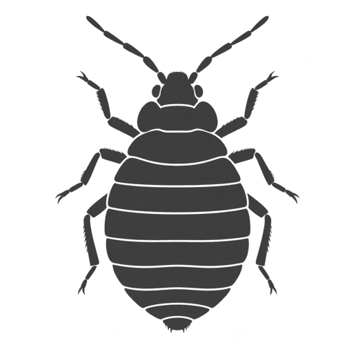 bed bug identification icon