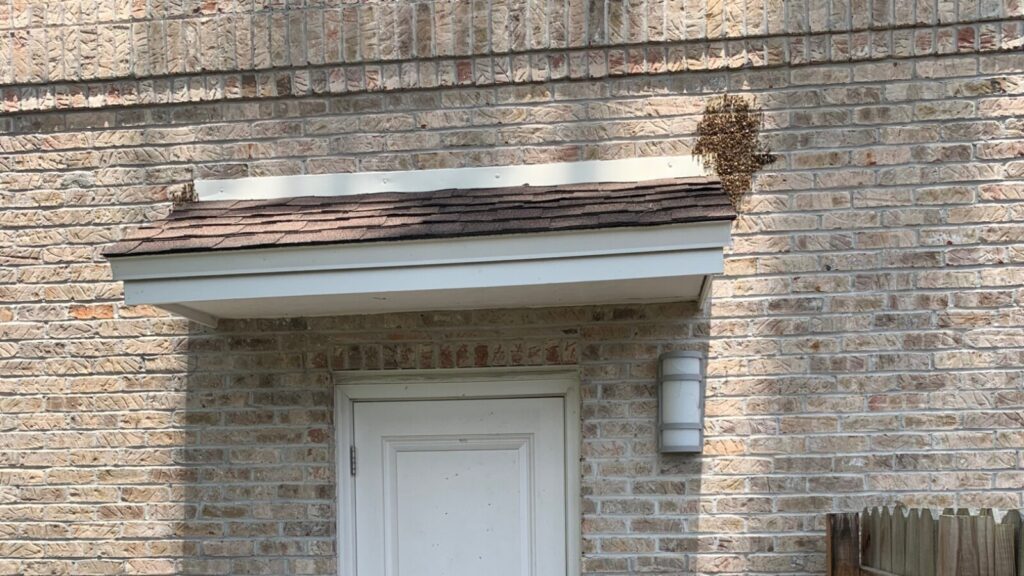 Bee colonies gathered at both upper corners of a customer’s exterior doorway