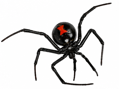 Black Widow Spider