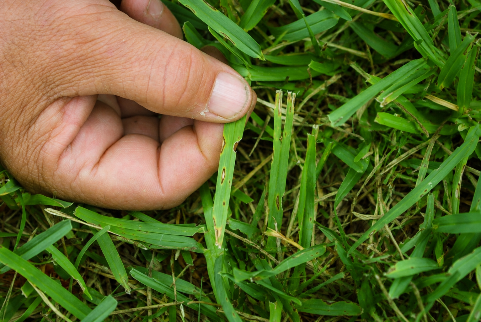 Bug Cops technician inspecting damaged grass blades for signs of turf pest feeding