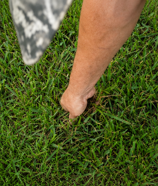 Bug Cops technician pulling up turf during a lawn pest inspection