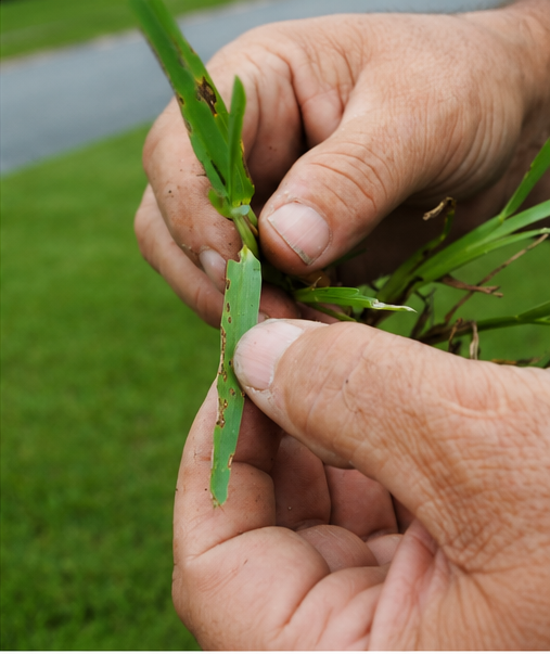 Inspecting grass blades for turf-damaging insect feeding and other lawn damage