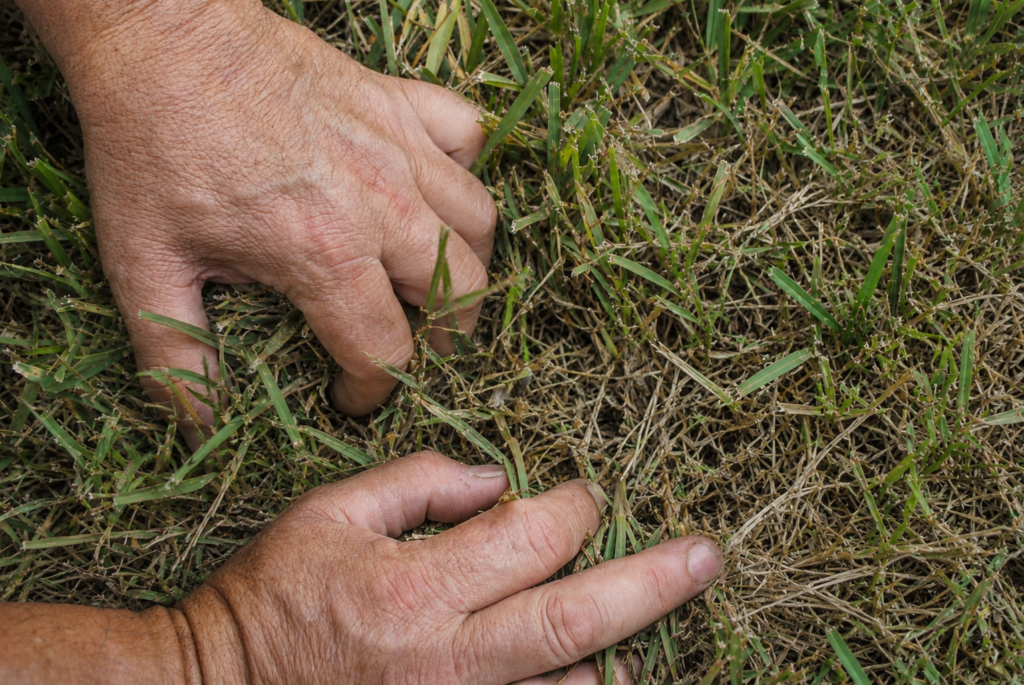 Bug Cops technician inspecting thinning turf and thatch for signs of mole cricket activity