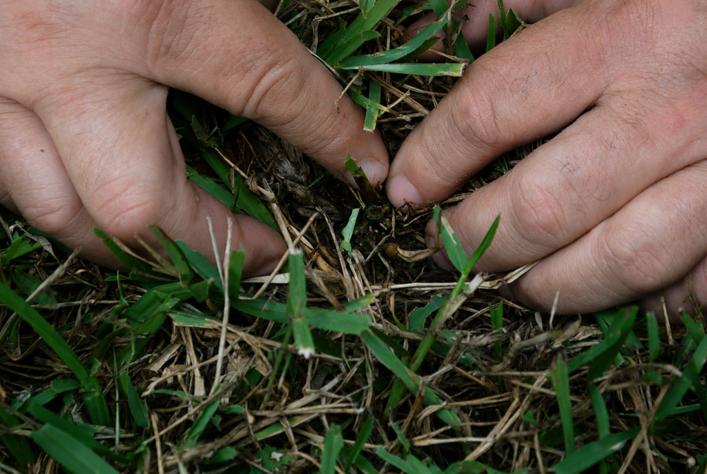 Hands parting turf and thatch while inspecting a lawn for signs of pest activity