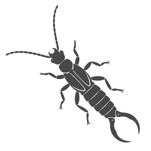 earwig identification icon