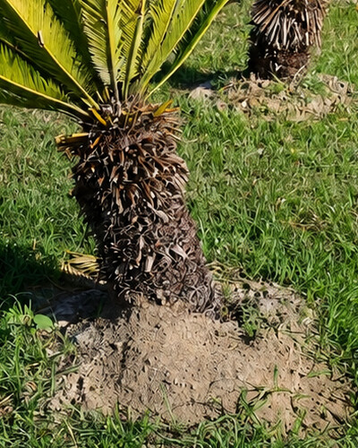 Fire ant mound built beside a small palm in a customer’s lawn