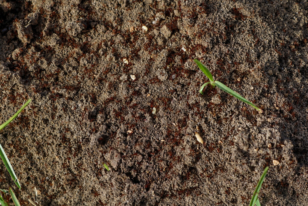 Close-up of fire ants and light-colored brood exposed inside a disturbed mound