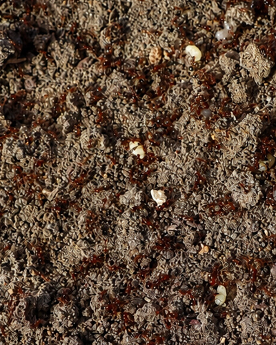 Close-up of fire ants and light-colored brood exposed inside a disturbed mound
