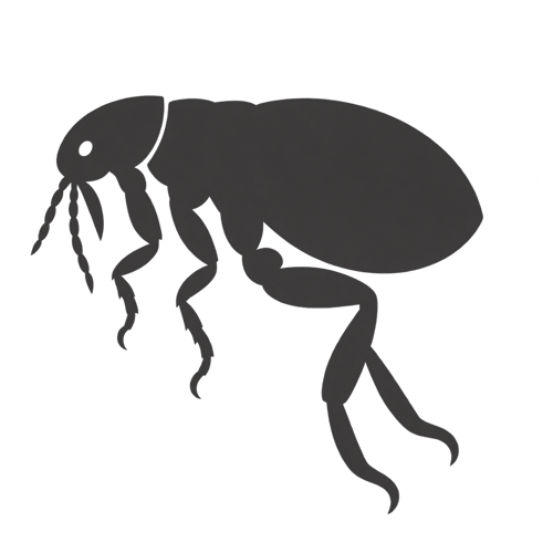 flea identification icon