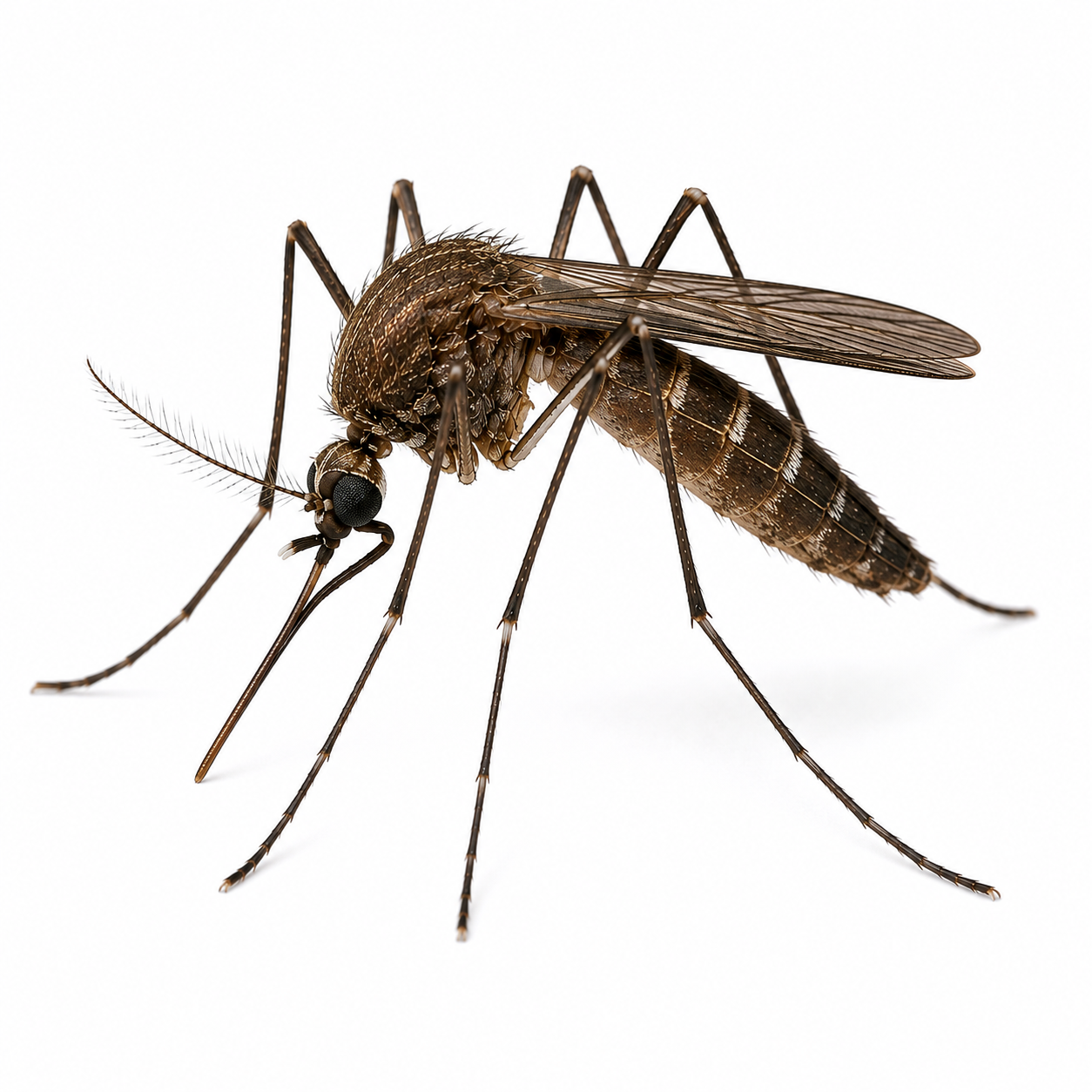 Florida SLE mosquito with a dark brown body, dark legs, and relatively plain markings