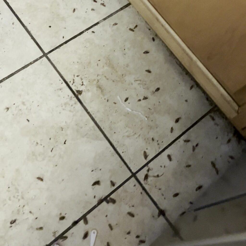 German roach infestation