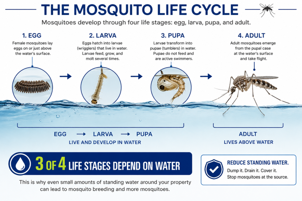 Mosquito life cycle showing egg, larva, pupa, and adult stages and how the first three stages develop in water