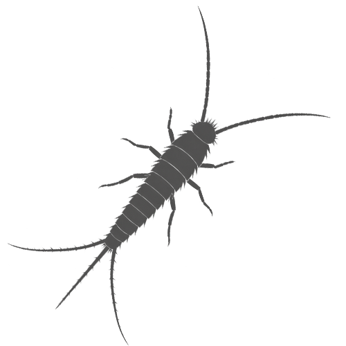 silverfish identification icon