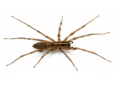 Southern house spider with long brown legs and elongated body