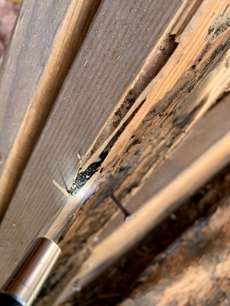 Flashlight illuminating subterranean termites inside damaged, exposed wooden building framing