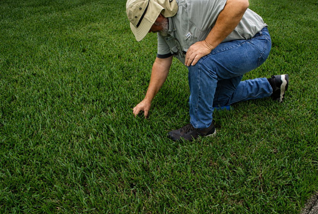 Bug Cops technician inspecting turf for signs of lawn pest activity