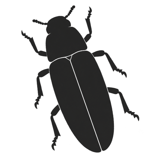 wood destroying beetle identification icon
