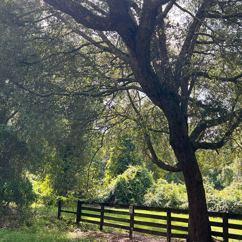 Fence leading into a wooded Putnam County property (US100) with sunlight filtering through the trees