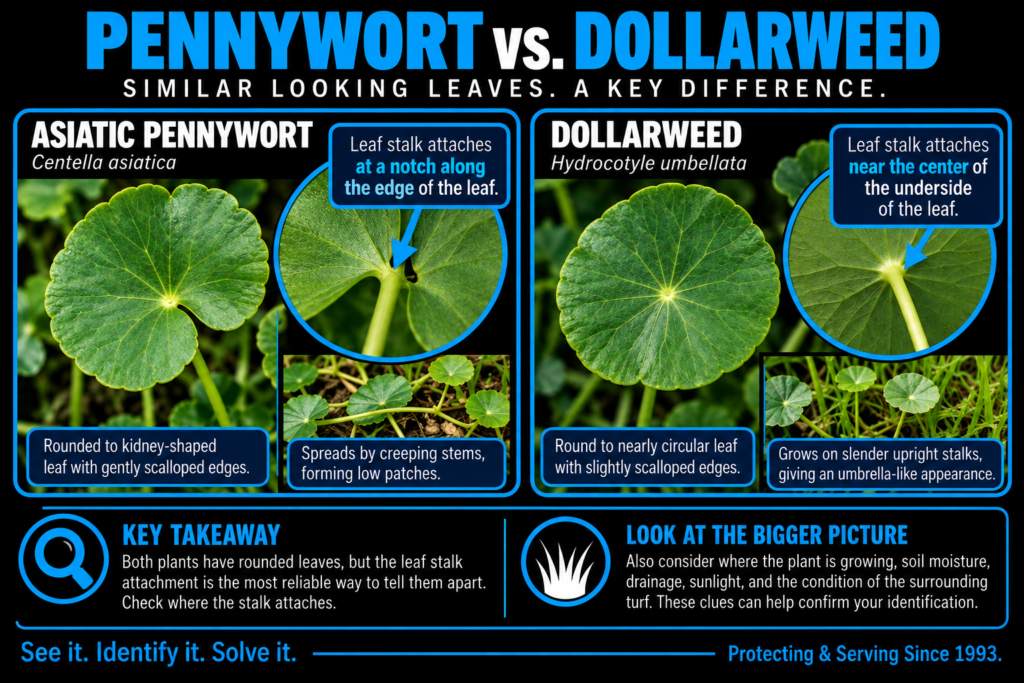 Comparison of Asiatic pennywort and dollarweed showing the difference in where the leaf stalk attaches
