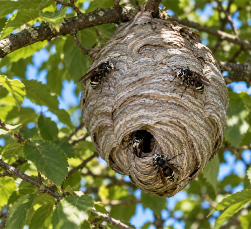 Bald-faced hornets on a large enclosed gray paper nest hanging from a tree