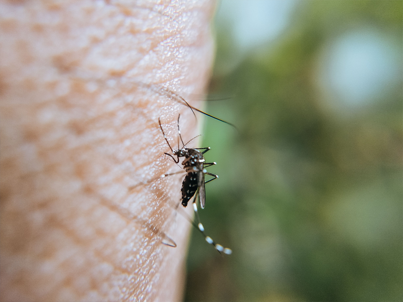Mosquito feeding on human skin outdoors in Florida