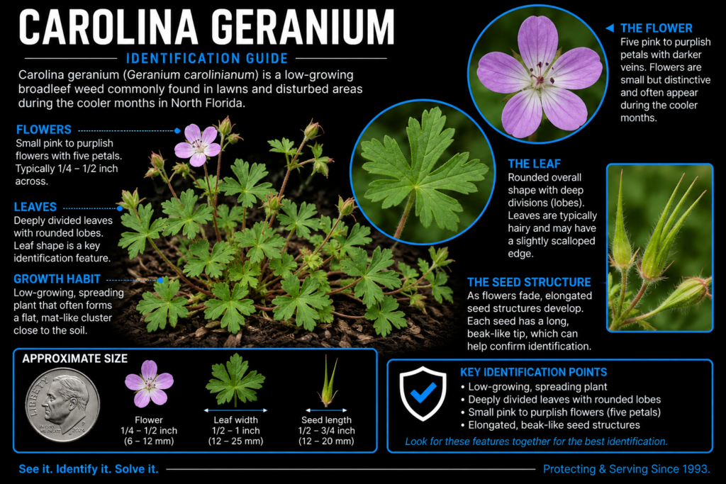 Carolina geranium identification showing divided leaves, pink-purple flowers, growth habit, and seed structures
