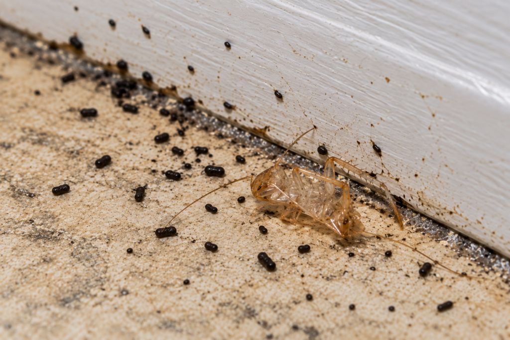 cockroach control services: Cockroach shed skin and dark droppings along a floor and baseboard during an inspection
