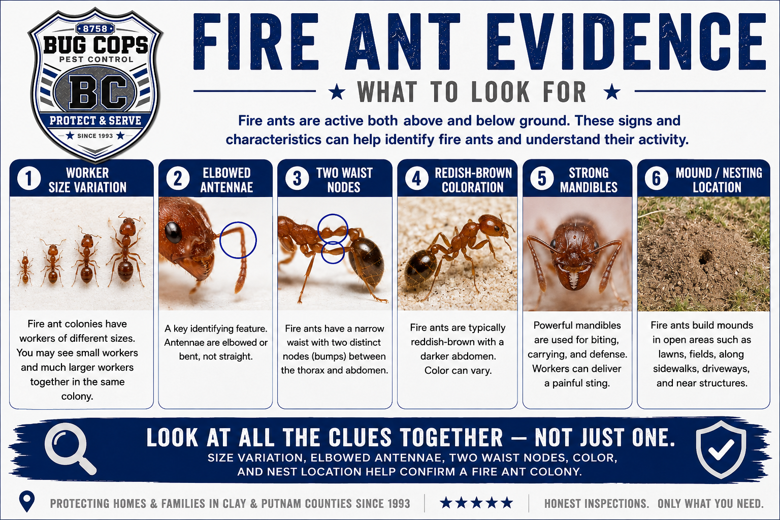 Fire ant identification graphic showing worker size variation, elbowed antennae, two waist nodes, reddish-brown coloration, strong mandibles, and mound nesting locations.