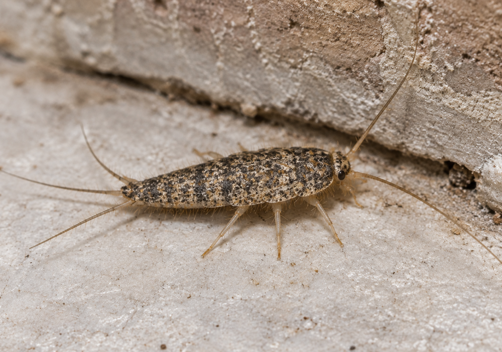 Silverfish Identification Guide comparison image showing a mottled gray-brown firebrat with long antennae and three tail-like appendages.