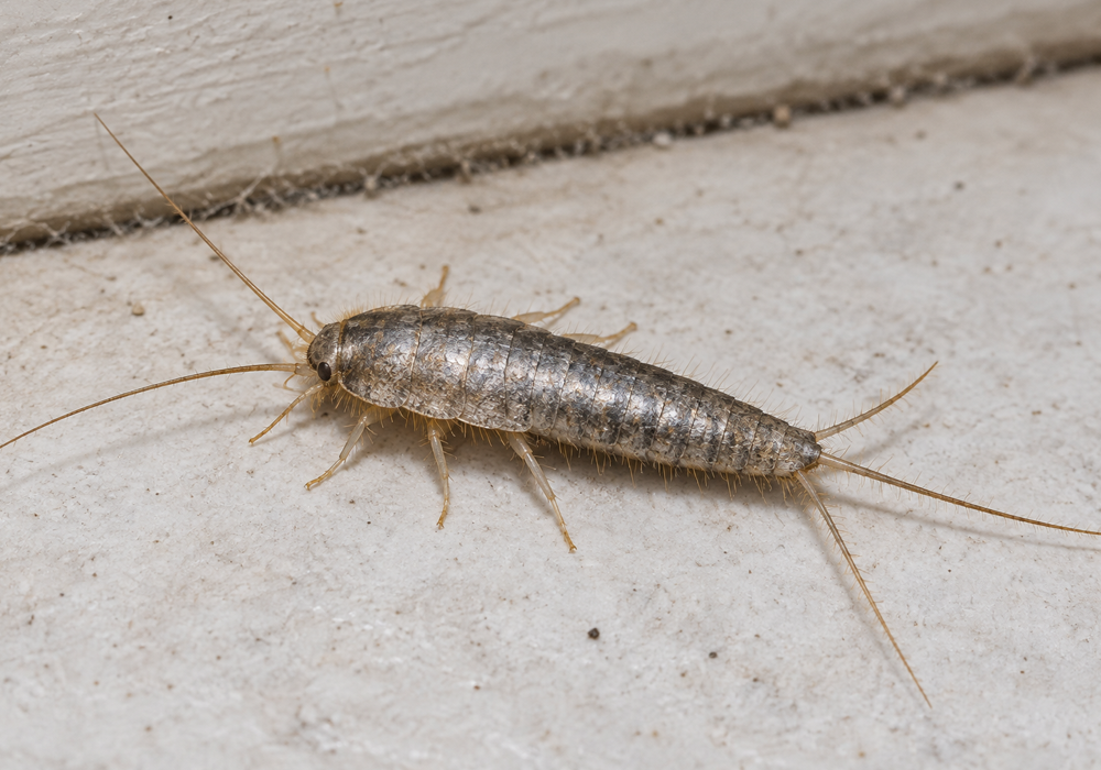 Silverfish Identification Guide image showing a live silverfish with a tapered silver body, long antennae, and three tail-like appendages.