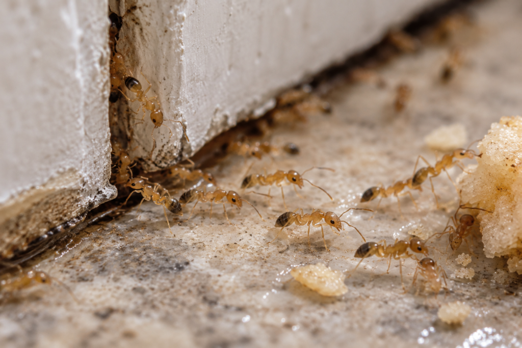 Tiny yellow Pharaoh ants emerging from a protected indoor crack and foraging toward food.
