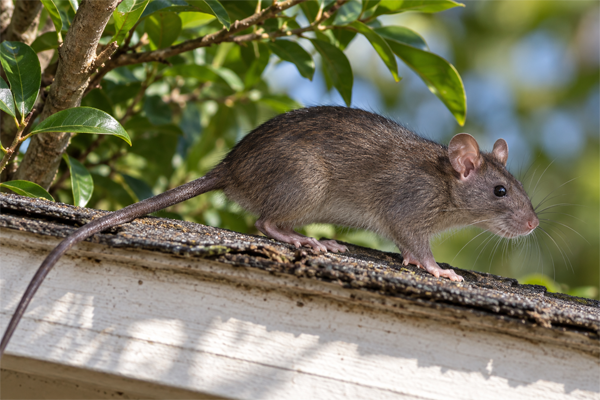 Roof rat on an elevated roofline for the Rat Identification Guide, showing its slender body, large ears, pointed muzzle, and long tail.