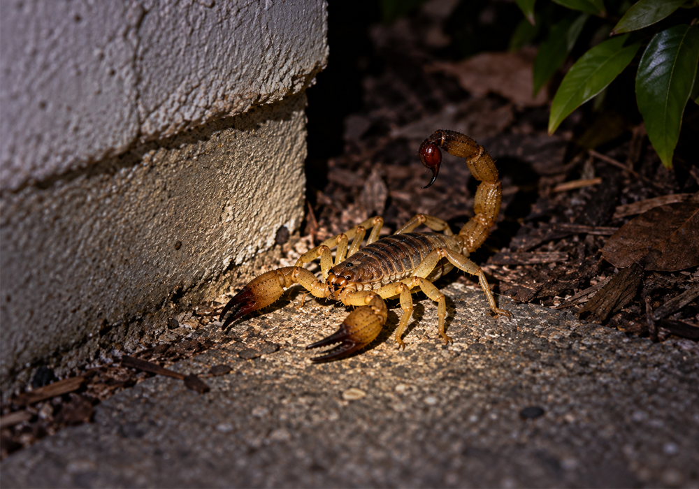 Scorpion Identification Guide image showing nighttime scorpion activity near a home foundation and landscaping.
