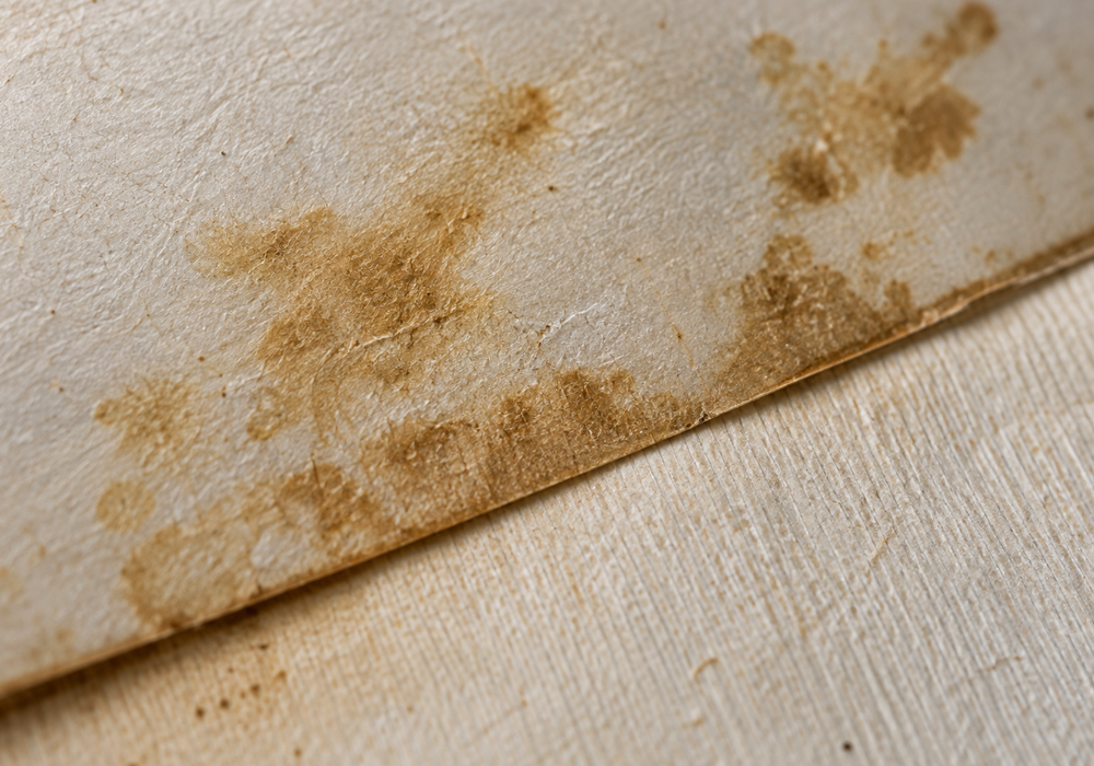 Yellowish staining and discoloration on paper associated with possible silverfish activity.