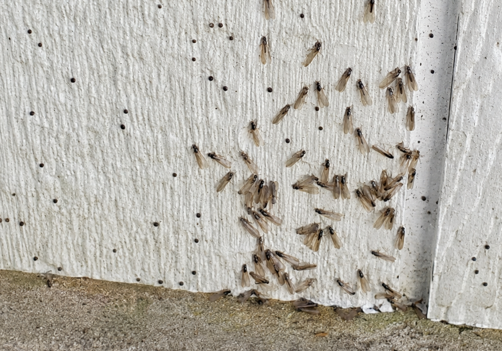 Termite swarmers found during a residential termite inspection