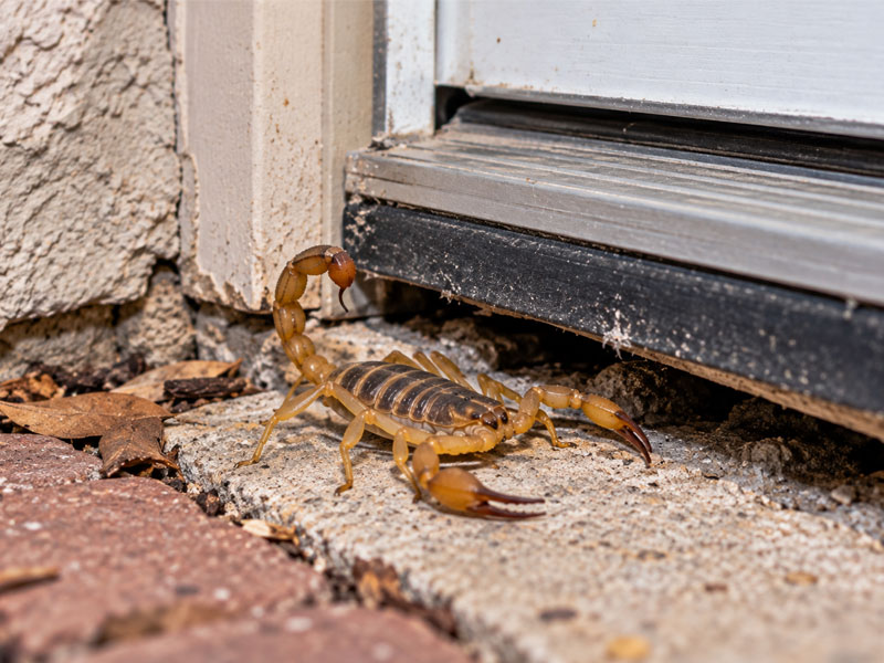 Scorpion beside a gap beneath an exterior doorway threshold with worn weatherstripping.