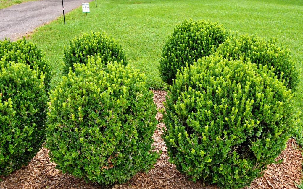 Healthy ornamental shrubs in a North Florida residential landscape receiving ornamental care services