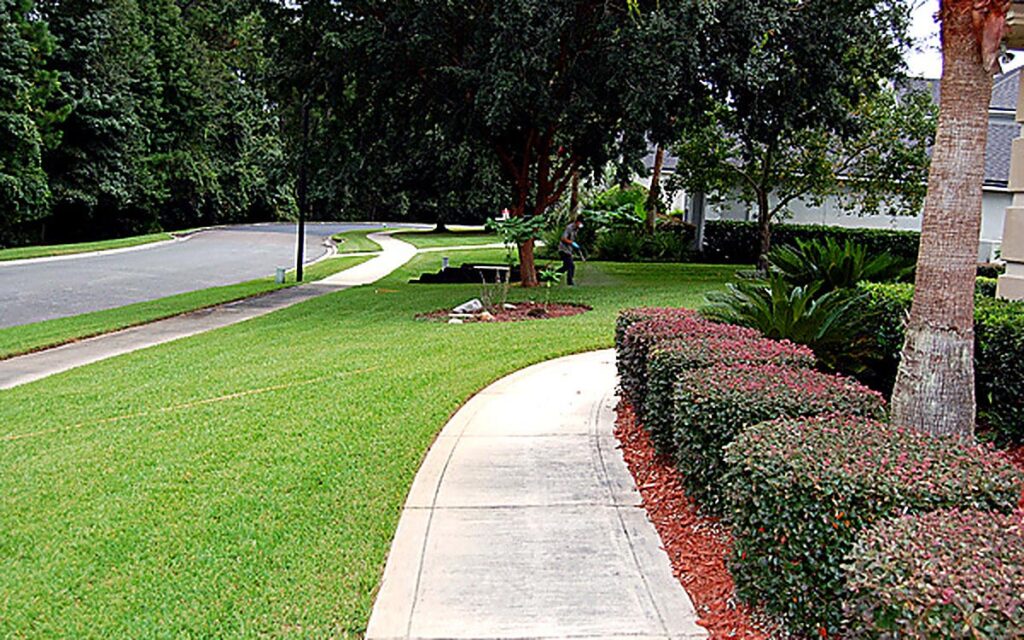 Ornamental plant with discolored foliage showing signs that may require plant health evaluation
