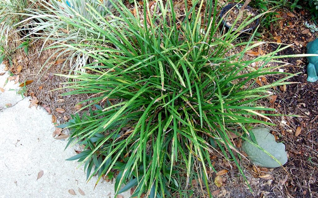 Ornamental plant with discolored foliage showing signs that may require plant health evaluation