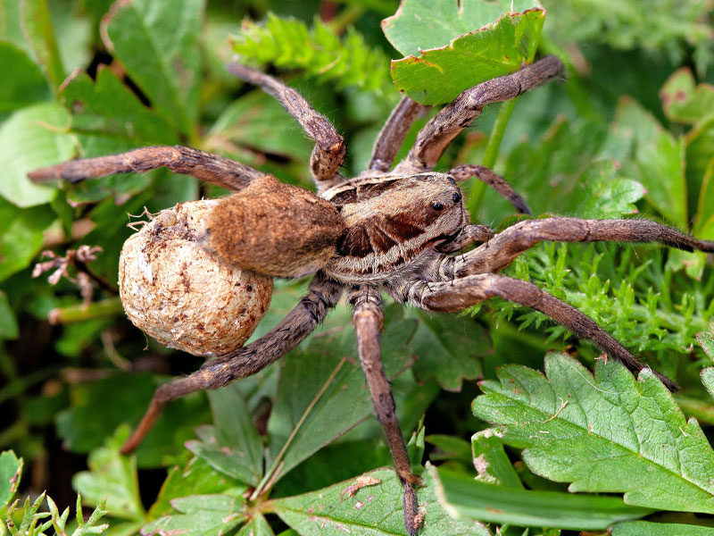 Female wolf spider carrying a round silk egg sac attached to the rear of her abdomen while moving through green vegetation.