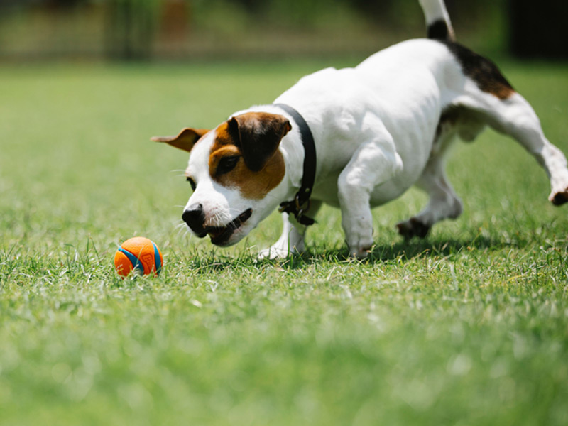 Small white and brown dog playing with an orange ball in a grassy yard.