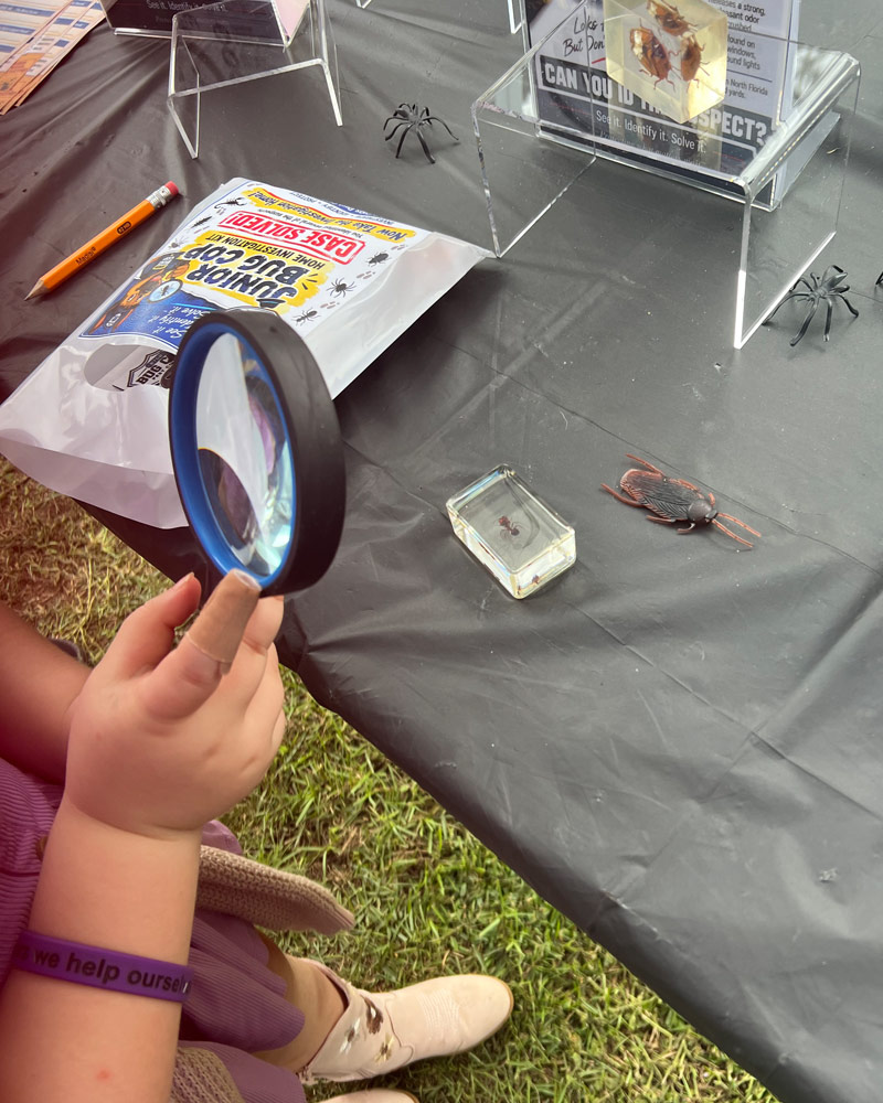 Child's hands holding a magnifying glass to examine a preserved insect specimen during a Junior Bug Cop pest identification activity.