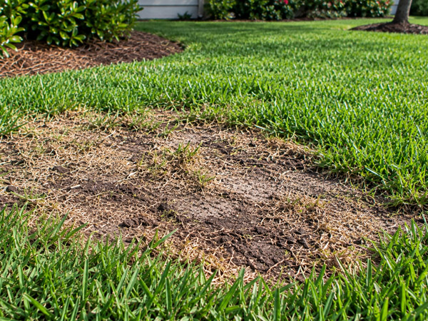 Large irregular area of exposed soil and dead brown turf surrounded by healthy green residential lawn grass.