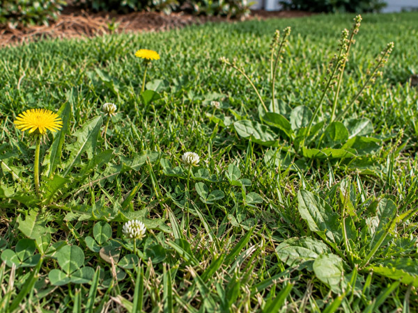 Close-up of broadleaf weeds, yellow dandelion flowers, white clover blooms, and mixed green turfgrass in a residential lawn.